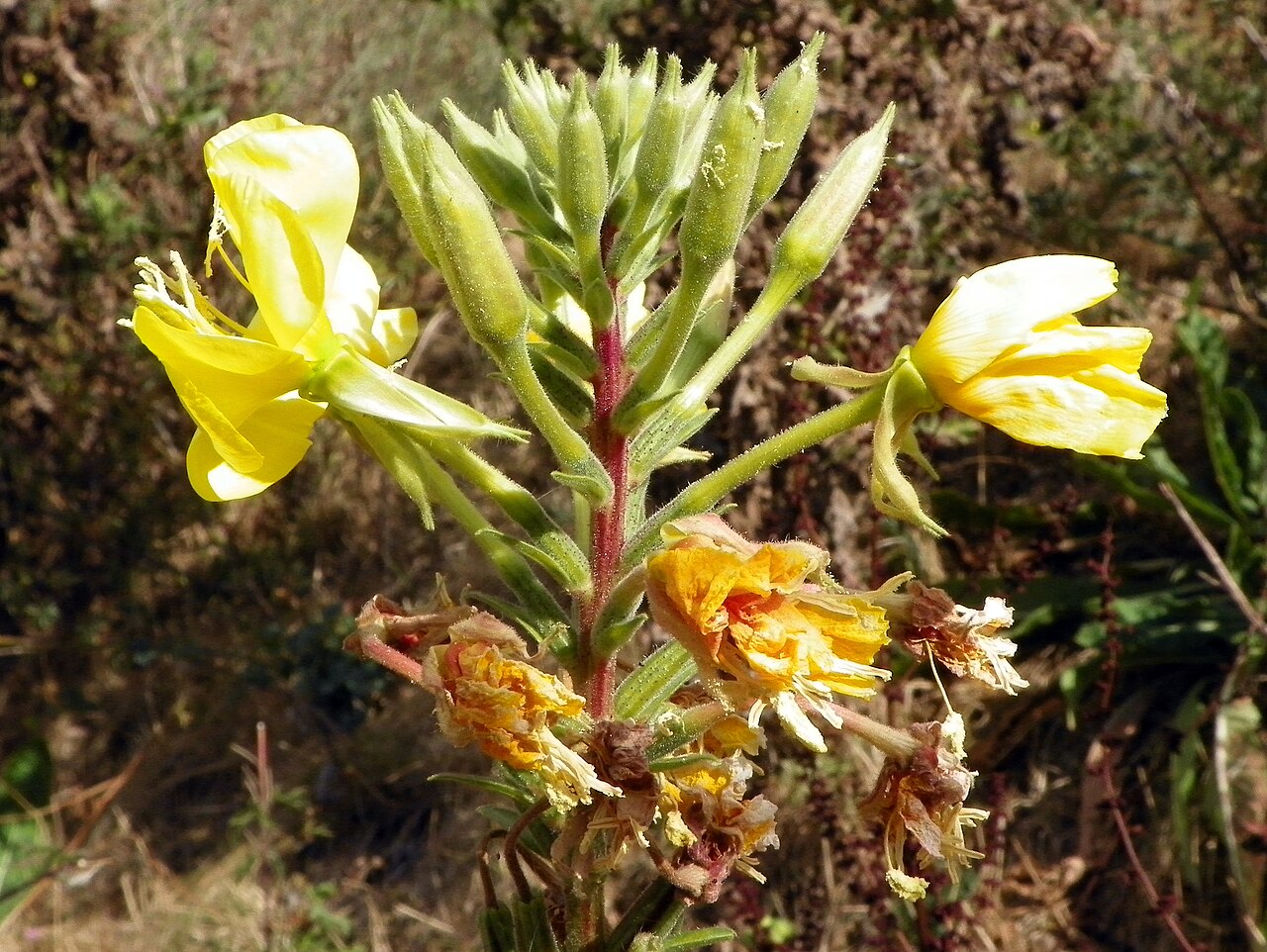 Anemone glazioviana