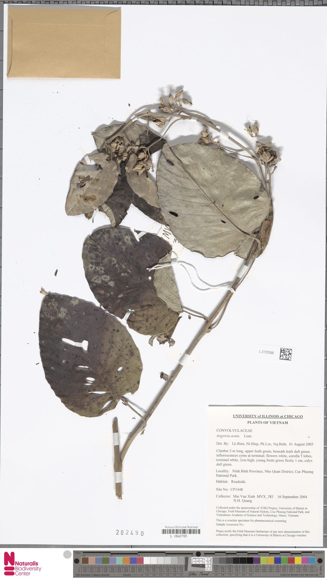 Argyreia obtusifolia