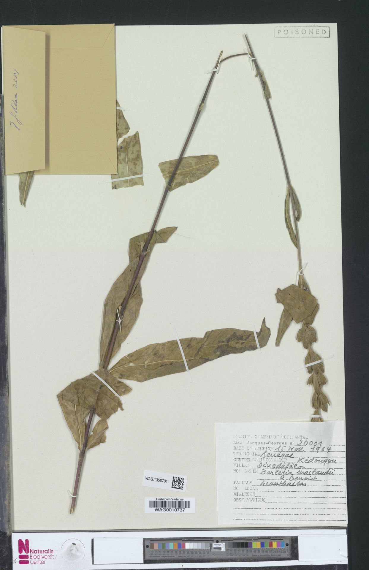 Barleria maclaudii