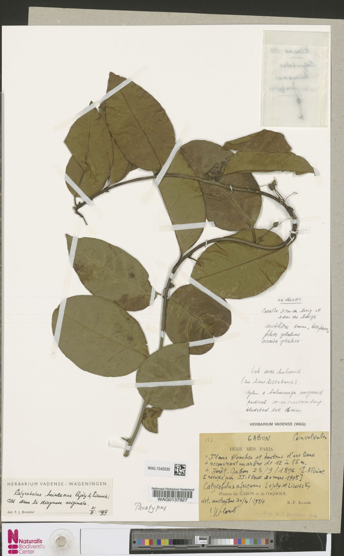 Calycobolus heineanus