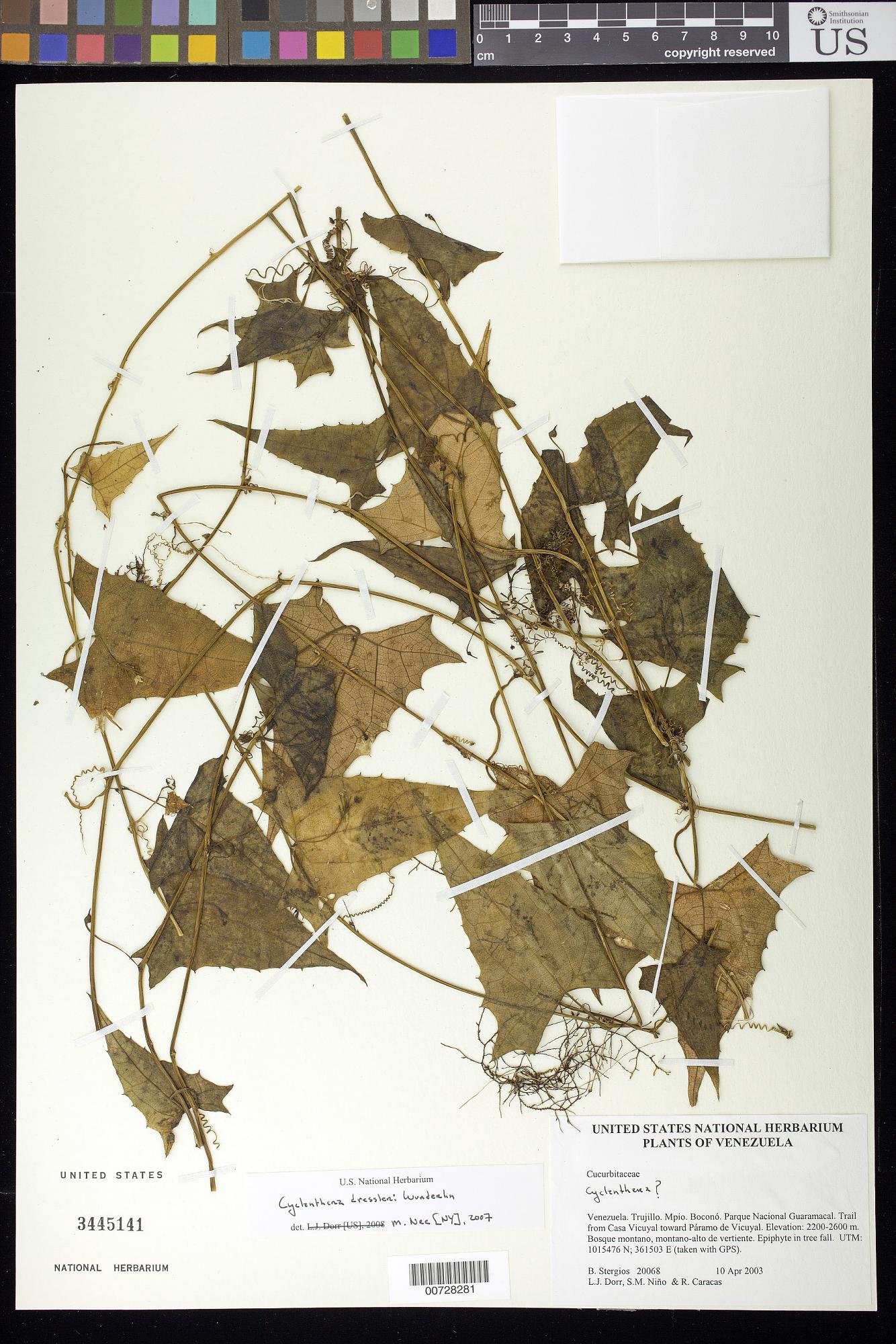 Cyclanthera dressleri