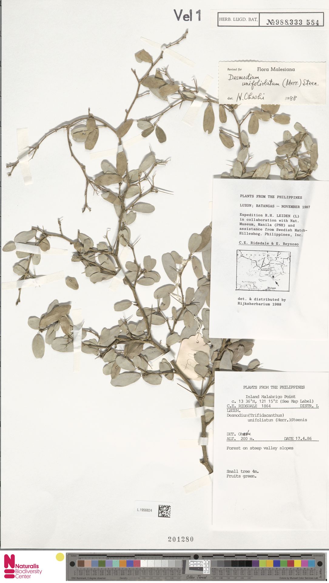 Trifidacanthus unifoliolatus